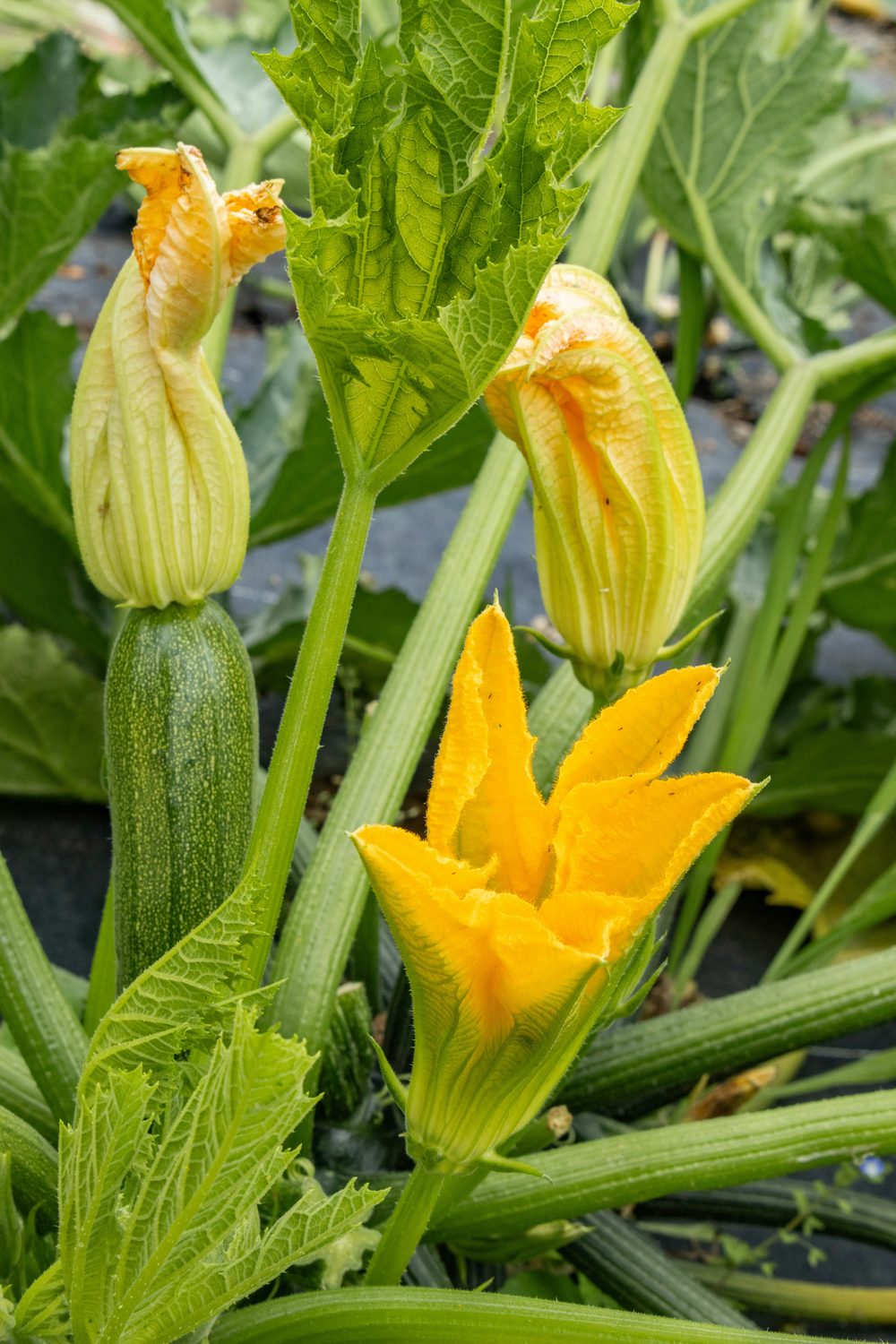 Zucchini blossoms on the plant